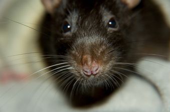 ‘Rodent fraudster’ releases rat in Valentine’s Day restaurant blag