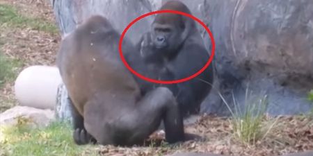 Video: Gorilla goes all Eminem and throws up a middle finger in front of families