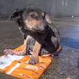 ‘Miracle’ recovery of Pup left to die in a canal