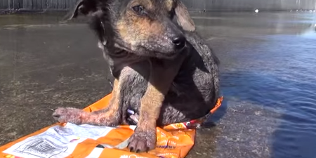 ‘Miracle’ recovery of Pup left to die in a canal