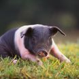 Swine! This micro pig is banned from boozing at a London pub after stealing pints and butting drinkers