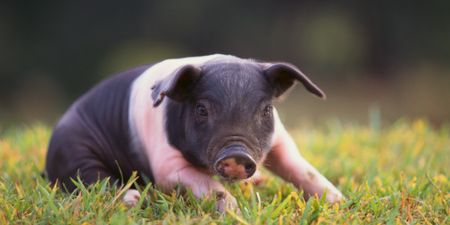 Swine! This micro pig is banned from boozing at a London pub after stealing pints and butting drinkers