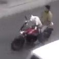 Video: This Indian dog drives a motorbike better than you