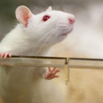 Scientists give rats erections with the flip of a switch