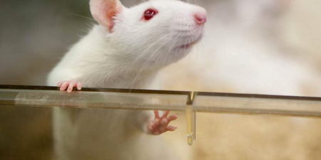 Scientists give rats erections with the flip of a switch