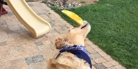 Video: This dog can’t catch food for sh*t