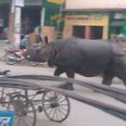 Escaped rhino causes mayhem in Nepalese town