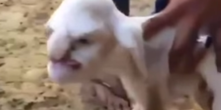Video: Russian lamb born with terrifying human face