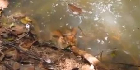 Video: This is why you should never poke an anaconda with a stick