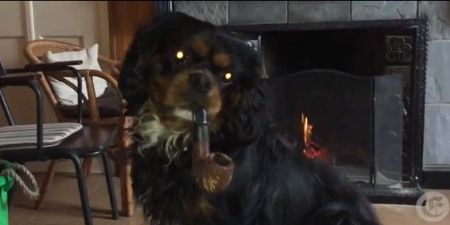 Video: Irish man and his pipe-smoking dog warned to kick the habit