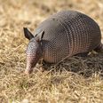 American accidentally shoots mother-in-law gunning down an armadillo