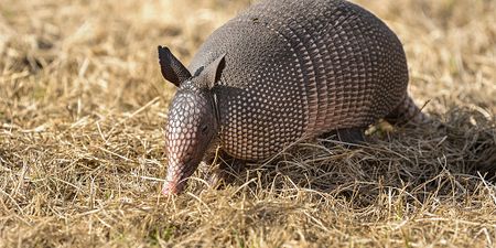 American accidentally shoots mother-in-law gunning down an armadillo