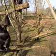 Video: Cheeky chimp downs a drone by whacking it with a big stick