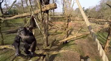 Video: Cheeky chimp downs a drone by whacking it with a big stick