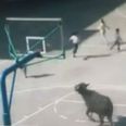 Video: Live buffalo rampaging around a China school