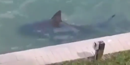 There’s a shark in the back garden. No, really…
