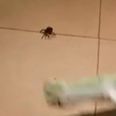 Video: After watching this, you’ll never step on a spider again