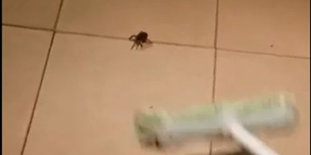 Video: After watching this, you’ll never step on a spider again