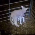 Video: Meet the Welsh lamb born with a freaky fifth leg…