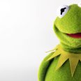 Pic: Scientists have discovered Kermit the Frog in real life