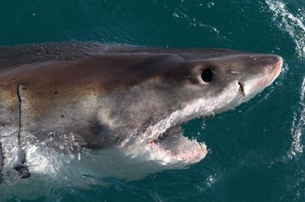 Video: Great white shark attacks tiny dinghy in New Zealand