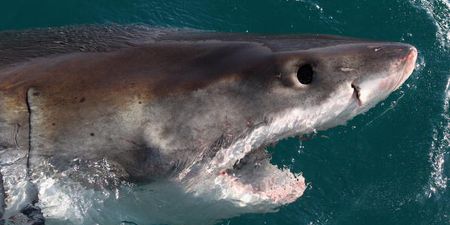 Video: Great white shark attacks tiny dinghy in New Zealand