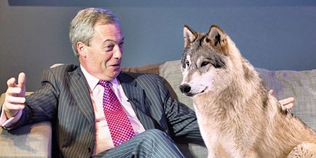 UKIP: This country is too crowded for wolves and lynx