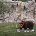 Police search for man who hit bear at Polish zoo