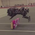 Video: This jumping robot cheetah brings the rise of the machines a step closer
