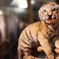 Stuffed tiger embarrasses animal control