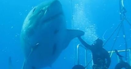 Enormous Great white shark captured on camera…