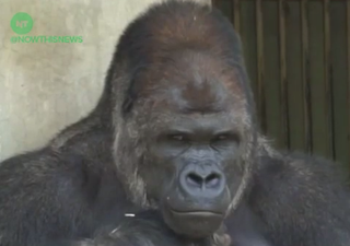 Sexy gorilla has huge number of human female admirers