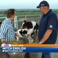 News reporter unfazed by horny cows interrupting his live report (Video)