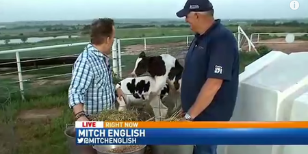 News reporter unfazed by horny cows interrupting his live report (Video)