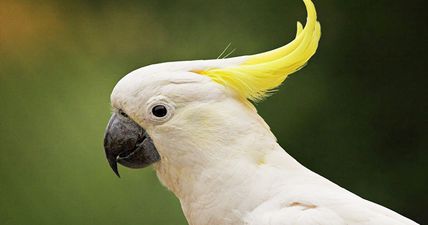 Watch this hilarious Freddie Mercury loving cockatoo
