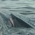Video: Diver captures footage of 5 huge sharks feeding on a sperm whale