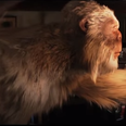 Video: Goosebumps trailer is as funny as it is creepy