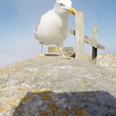 A seagull steals a GoPro camera and flies over the Spanish Coast (Video)