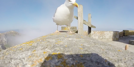 A seagull steals a GoPro camera and flies over the Spanish Coast (Video)