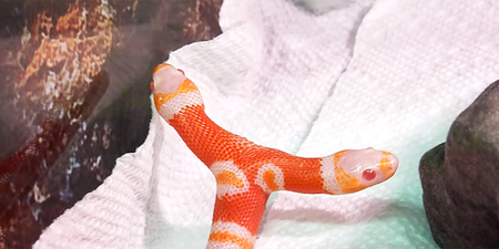 Meet Medusa, the two-headed albino snake (Warning: Not for the squeamish)