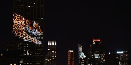 Cecil the Lion and other endangered animals light up Empire State building (pics)