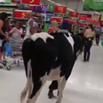 Staffordshire farmers walk cows through Asda to protest low milk prices (Video)
