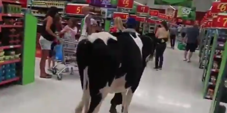Staffordshire farmers walk cows through Asda to protest low milk prices (Video)