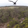 There can only be one winner when an eagle takes on a drone (Video)