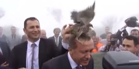 Turkish president has a tete-a-tete with an angry bird (Video)