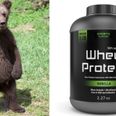 This tiny bear cub had a hilarious mishap with a tub of protein powder (Pic)
