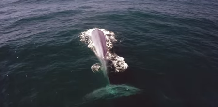 Blue whale shows an unlikely knack for comic timing (Video)
