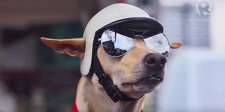 This motorcycle mutt is cooler than you (Video)
