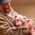 We guarantee you that this pitbull puppy will melt your heart (Video)