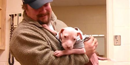 We guarantee you that this pitbull puppy will melt your heart (Video)
